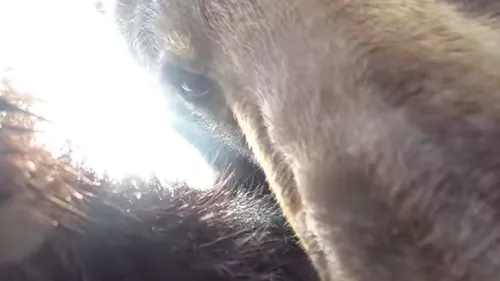 Un ours se filme avec une caméra égarée